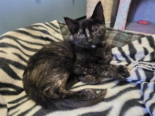 A baby small-sized female Domestic Short Hair cat named Firework for adoption in Santa Clara, CA