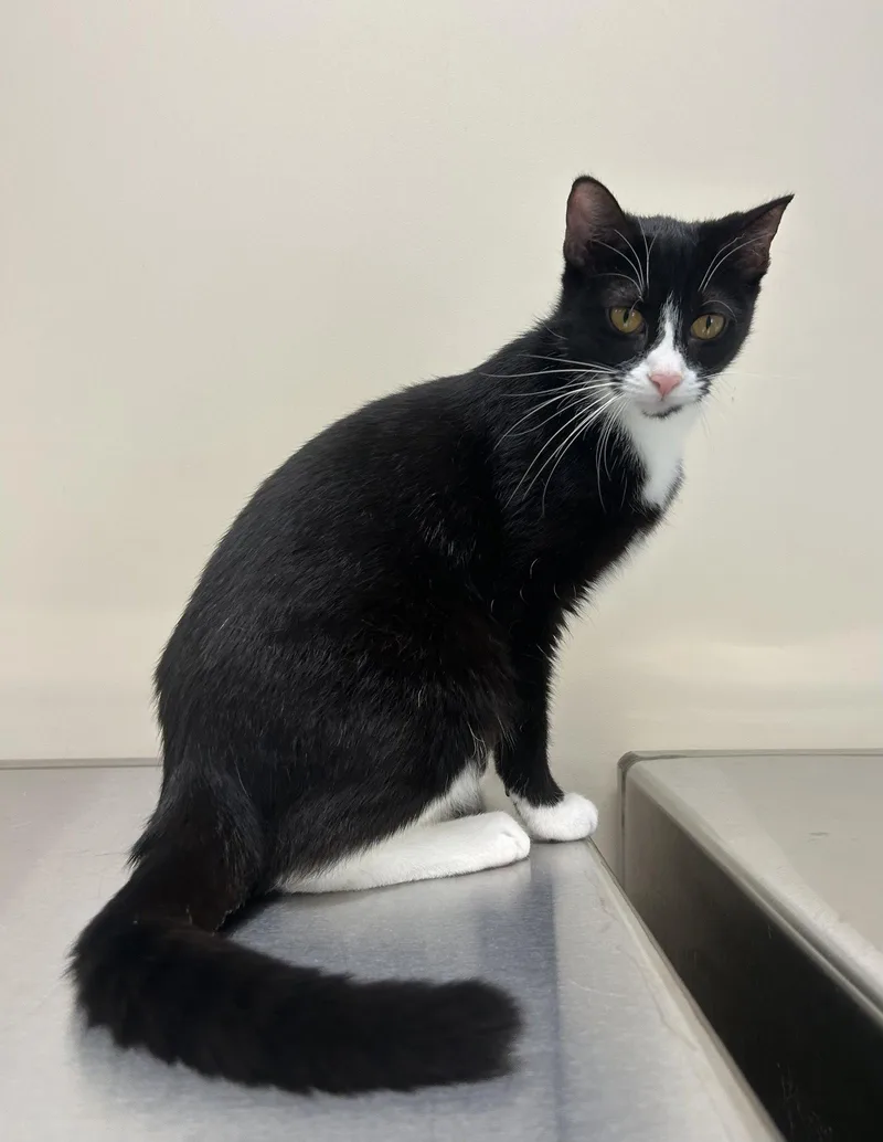 An adult medium-sized female Domestic Short Hair cat named Grace for adoption in Arlington, VT