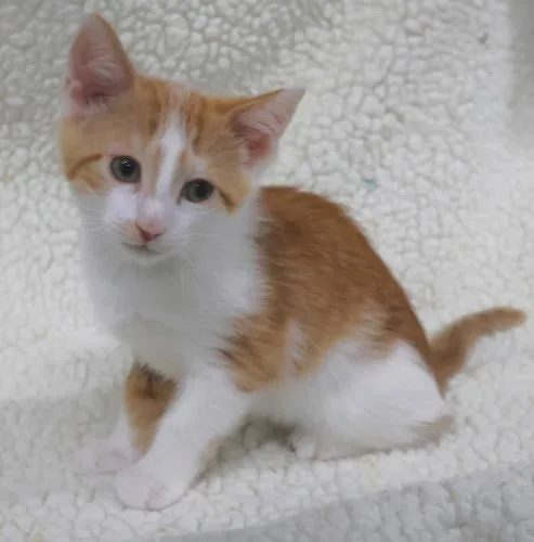 A young medium-sized male Domestic Medium Hair cat named Sunnie for adoption in Thief River Falls, MN
