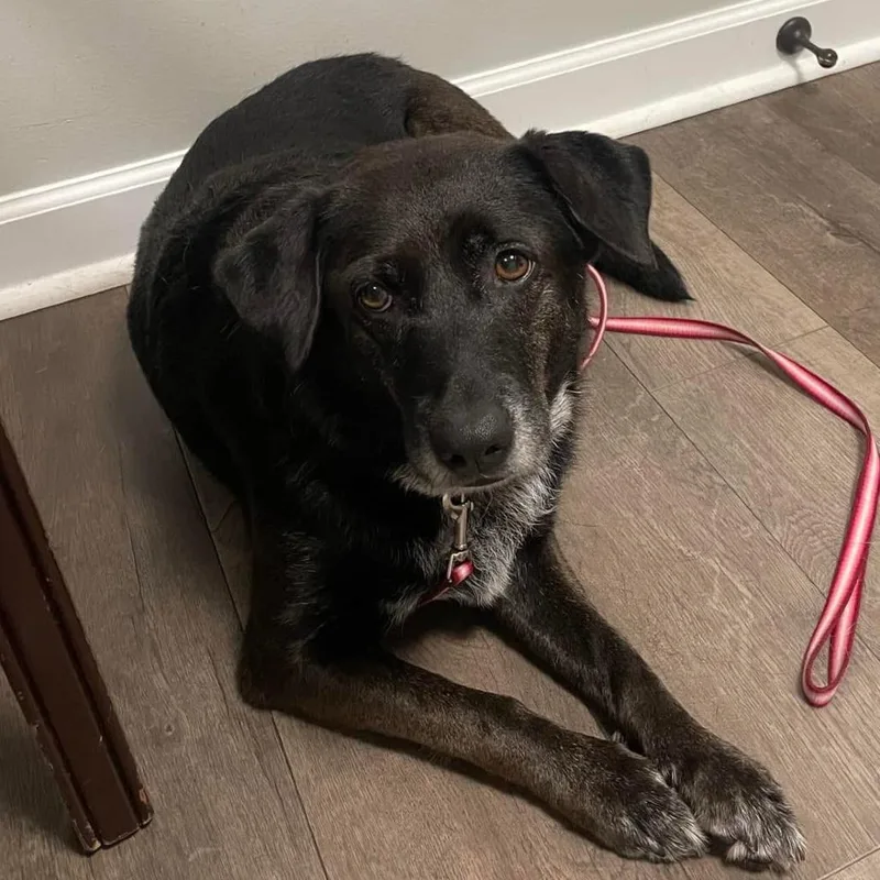 A senior small-sized female Black Labrador Retriever dog named Bella for adoption in Huntsville, AL