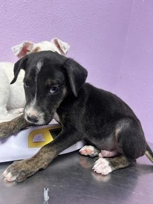 A baby small-sized male Black Mixed Breed dog named 61384841 for adoption in El Paso, TX