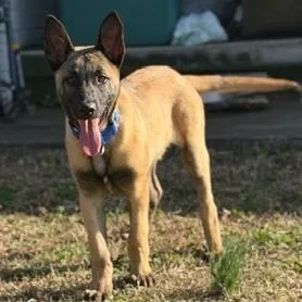 A baby medium-sized male Brown / Chocolate Belgian Shepherd / Malinois dog named Ares for adoption in Tulsa, OK