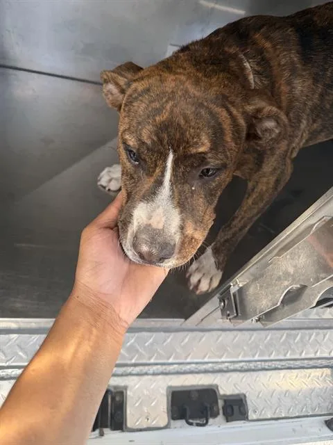 A young medium-sized male Mixed Breed dog named Leo for adoption in Dallas, TX