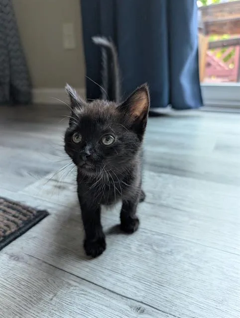 A baby small-sized female Domestic Short Hair cat named Madonna for adoption in Charlotte, NC