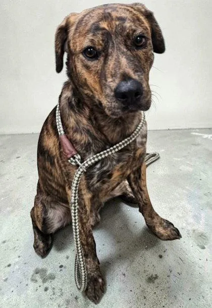 An adult medium-sized male Pit Bull Terrier dog named Dallas for adoption in Sullivan, IN