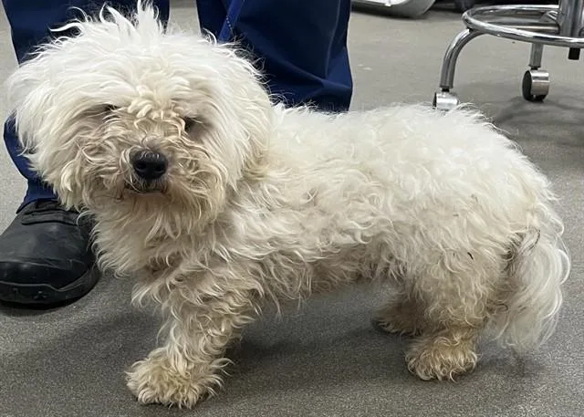 A young small-sized female Bichon Frise dog named Vanu for adoption in Upper Marlboro, MD