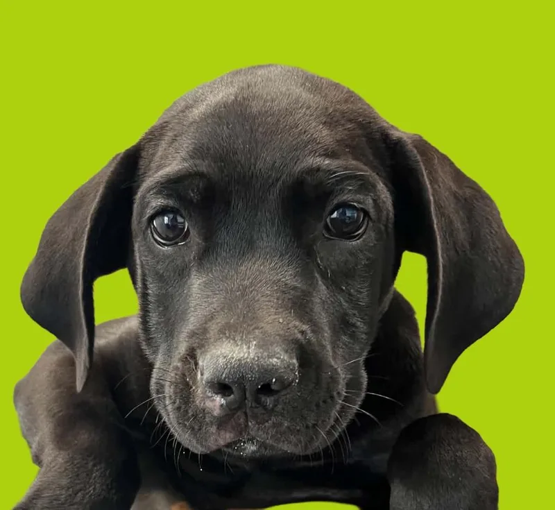 A baby medium-sized male Cane Corso dog named Mojito for adoption in Lavonia, GA