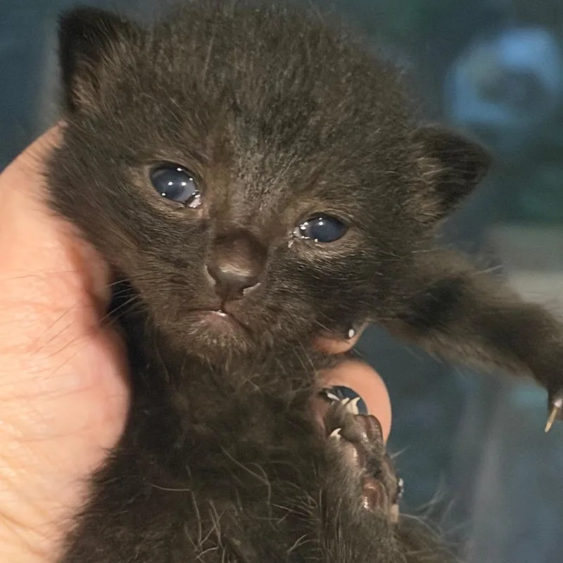 A baby small-sized female Black Domestic Short Hair cat named Thin Mint for adoption in Brevard, NC