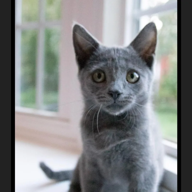 A baby small-sized female Gray / Blue / Silver British Shorthair cat named London for adoption in Haddon Heights, NJ