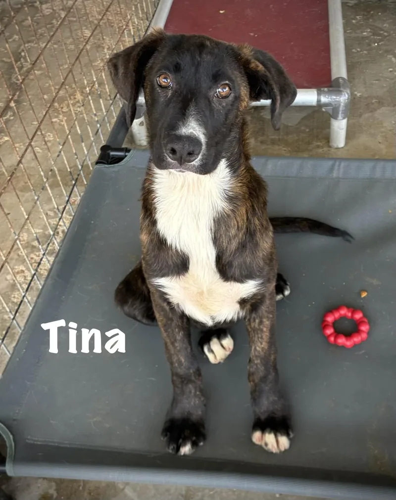 A young medium-sized female Hound dog named Tina for adoption in Senatobia, MS