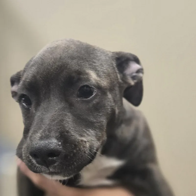 A baby small-sized female Black Mixed Breed dog named Meli for adoption in Sonoma, CA