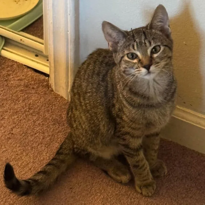 A baby small-sized female Brown / Chocolate Domestic Short Hair cat named Leopard for adoption in Brevard, NC