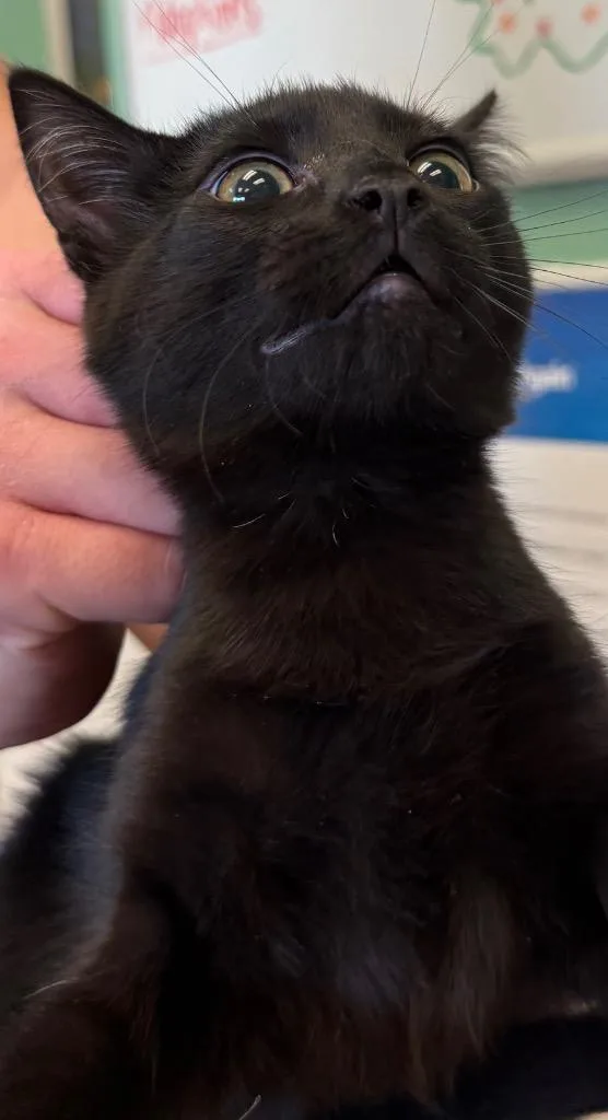 A baby medium-sized female Domestic Short Hair cat named Sophie for adoption in Belton, TX