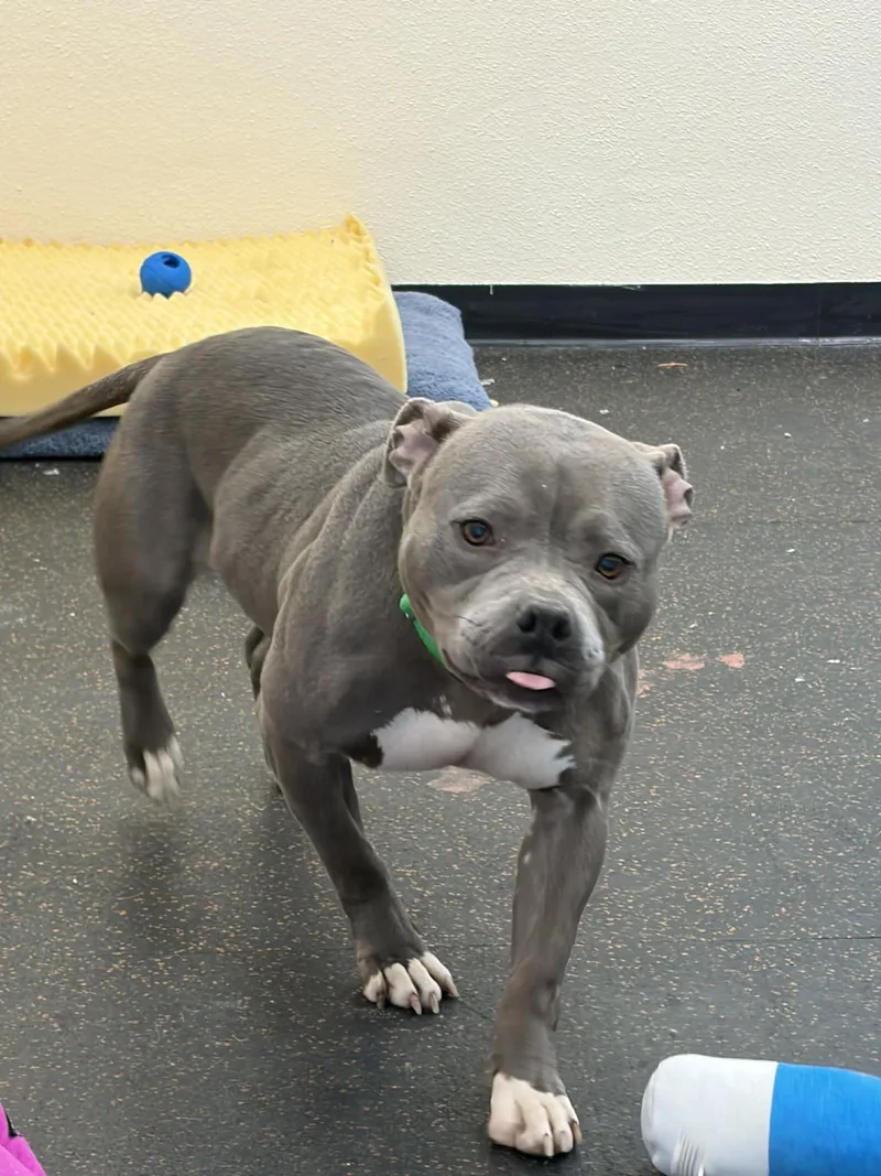 An adult medium-sized female American Staffordshire Terrier dog named Skylar for adoption in Joliet, IL