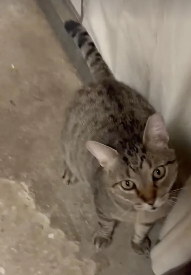 Sparkles thumbnail 2