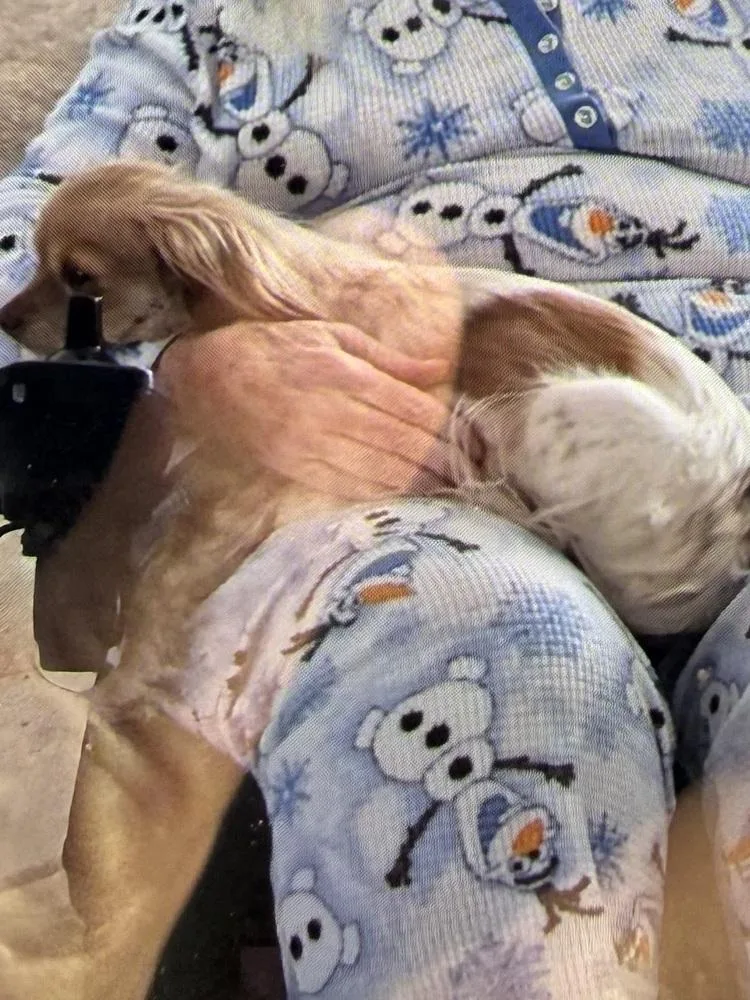 An adult small-sized female Dachshund dog named Rosalyn "rosie" for adoption in Blanchard, OK