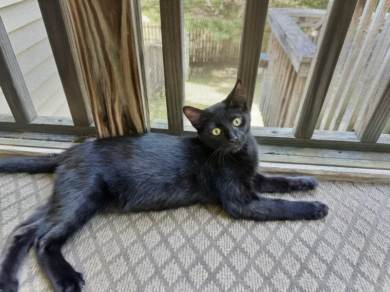 A baby medium-sized male Black Domestic Short Hair cat named Loulu for adoption in Apex, NC