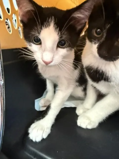 A baby small-sized female Domestic Short Hair cat named White Pantera for adoption in Fort Walton Beach, FL