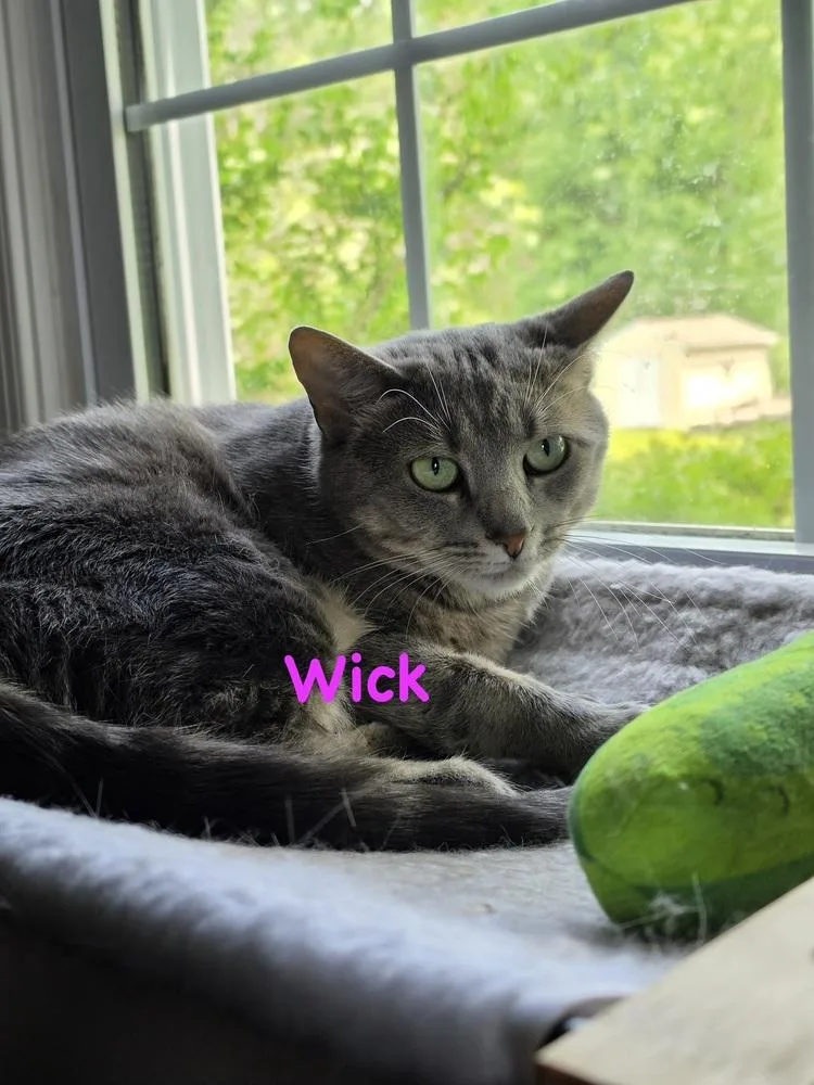A young medium-sized female Gray & White Domestic Short Hair cat named Wick for adoption in Telford, PA