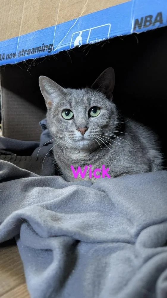 Wick thumbnail 3