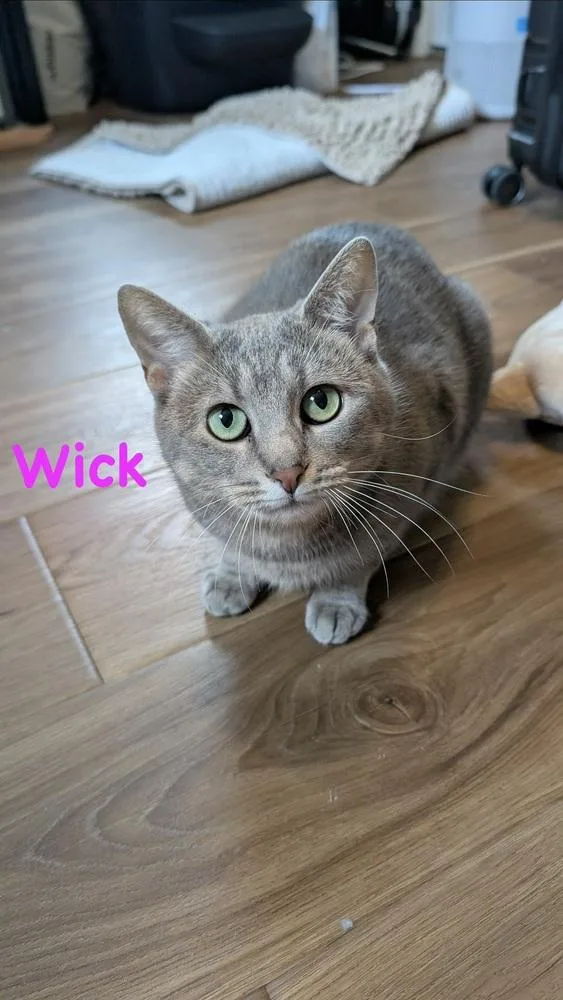 Wick thumbnail 6