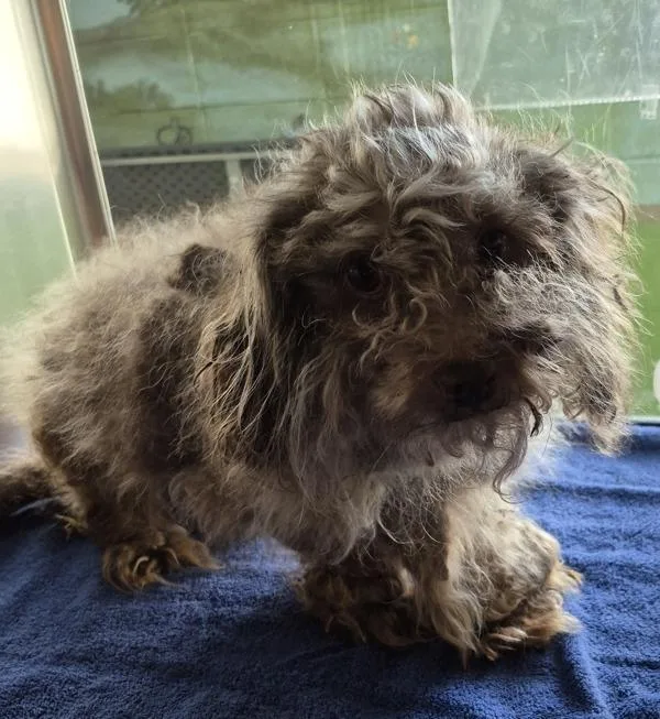 An adult small-sized male Poodle dog named Pen for adoption in Lawrenceville, GA
