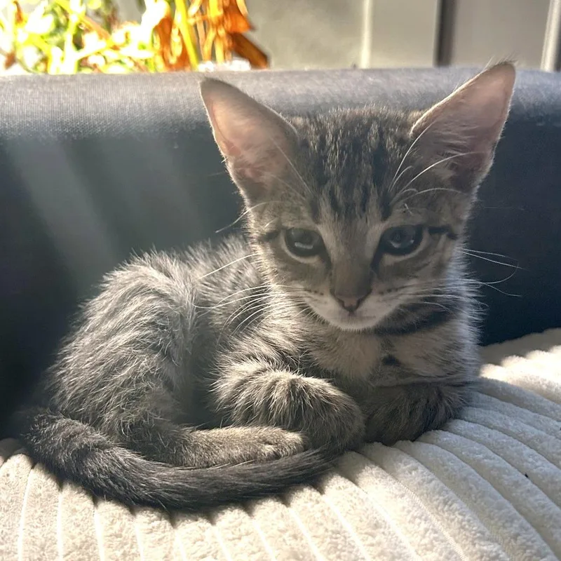 A baby small-sized male Brown / Chocolate Domestic Short Hair cat named X Marks The Spot for adoption in Austin, TX
