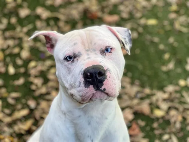 An adult medium-sized male American Bulldog dog named Damien for adoption in Charlotte, NC