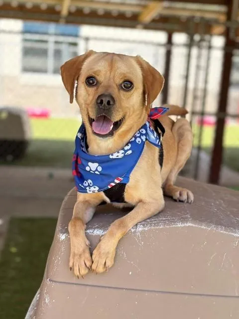 An adult small-sized male Yellow / Tan / Blond / Fawn Puggle dog named Bubby for adoption in Fayetteville, AR