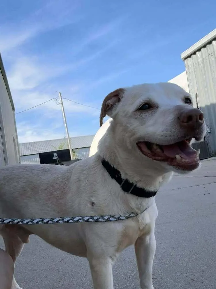 A senior small-sized male White / Cream Terrier dog named Glen for adoption in Fremont, NE