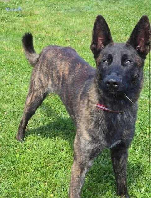 Striker Located in Connecticut thumbnail 2