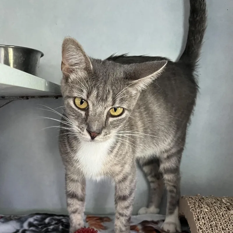 An adult medium-sized female Gray / Blue / Silver Domestic Short Hair cat named Tessa for adoption in Sarasota, FL