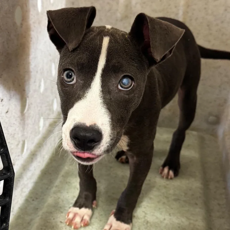 A young medium-sized female Gray / Blue / Silver Terrier dog named Angel for adoption in Clarksdale, MS