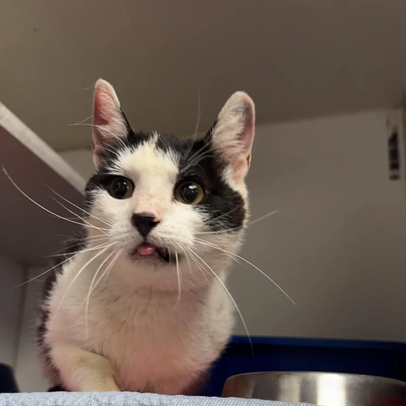 An adult medium-sized female White Domestic Short Hair cat named Edith for adoption in St Joseph, MO