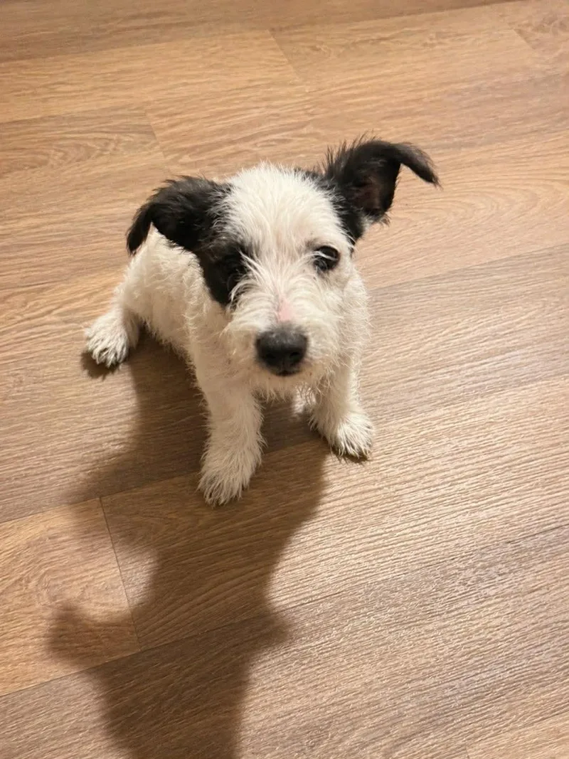 Schnauzer Mix . Mostly
