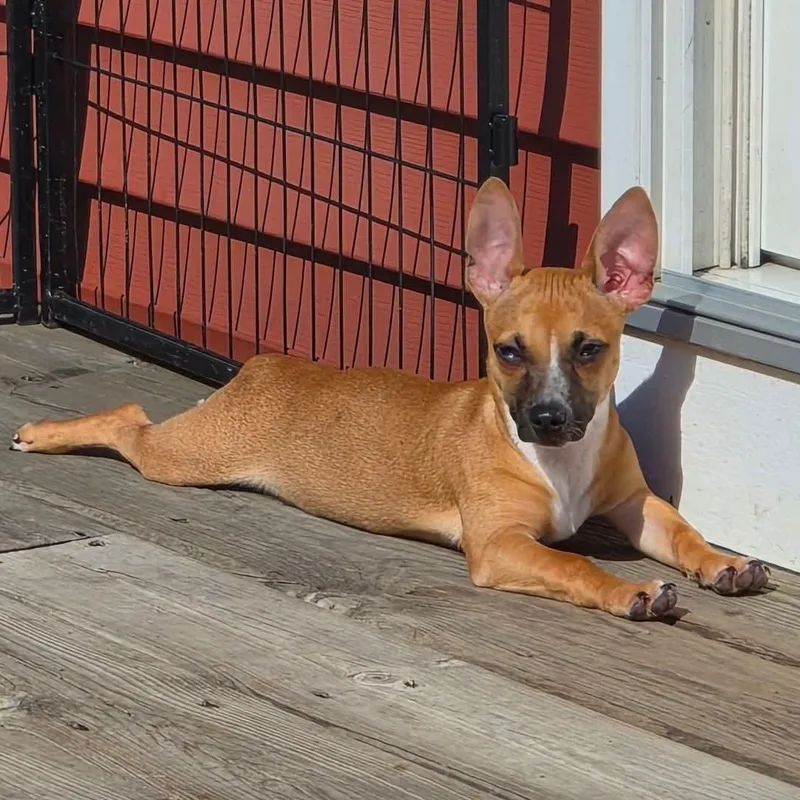 Chester thumbnail 2