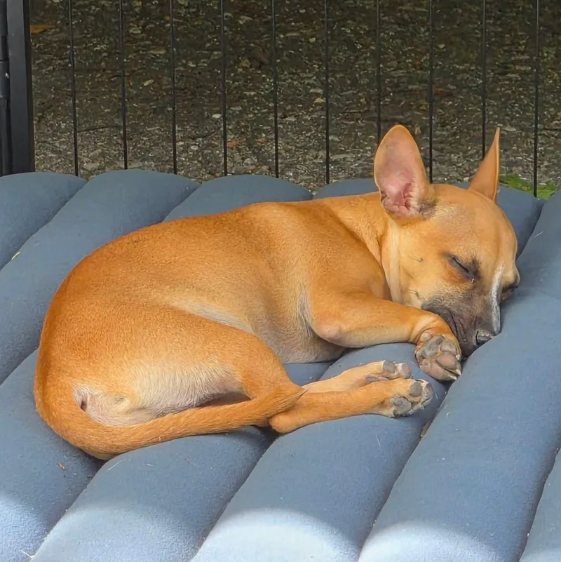 Chester thumbnail 3