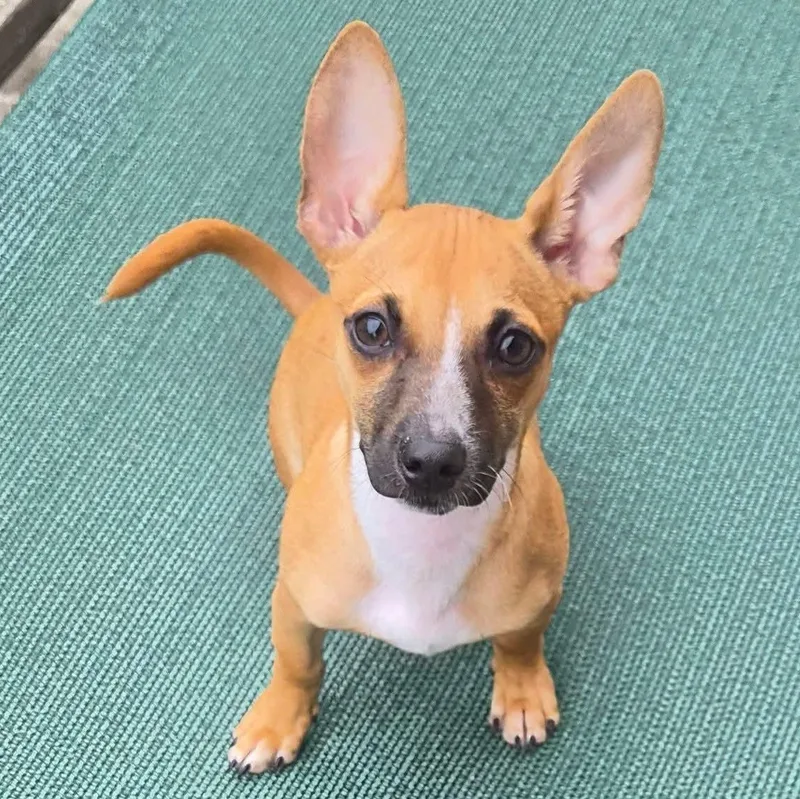 Chester thumbnail 4