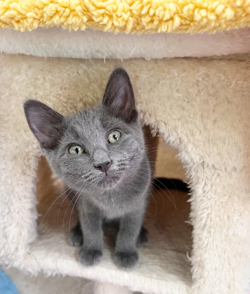 A young medium-sized female Gray / Blue / Silver Domestic Short Hair cat named Sage for adoption in Durango, CO