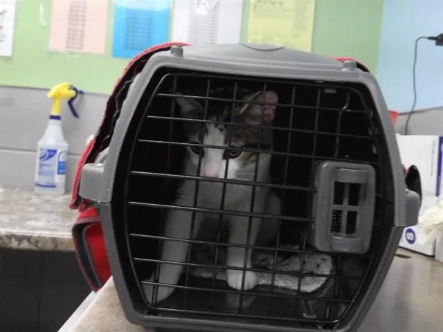 A young small-sized male Domestic Short Hair cat named Tyler for adoption in Omaha, NE