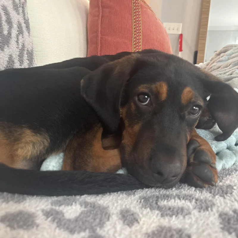 A baby medium-sized male Black Black and Tan Coonhound dog named Tab for adoption in Columbia, SC