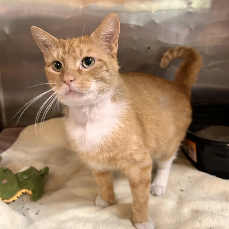 An adult medium-sized male Orange & White Domestic Short Hair cat named Sisco for adoption in Myerstown, PA