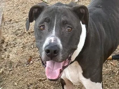 An adult large-sized male Gray / Blue / Silver Mixed Breed dog named Fynn for adoption in Georgetown, TX