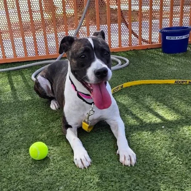 An adult large-sized female Boxer dog named Rainbow Sparkles for adoption in Las Vegas, NV