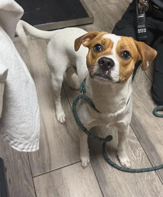 Beagle