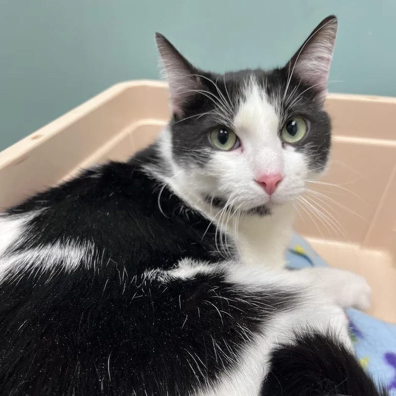 Grape Juice thumbnail 6