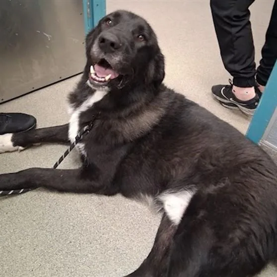 An adult large-sized male Newfoundland Dog dog named King for adoption in Las Vegas, NV