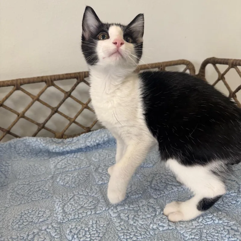 A baby small-sized male Black Domestic Short Hair cat named Truly for adoption in Houston, TX