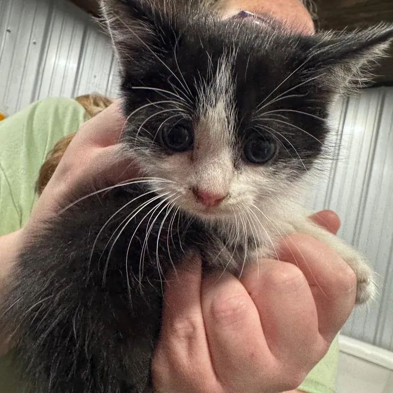 A baby small-sized female Black Domestic Medium Hair cat named Page for adoption in Parrish, AL