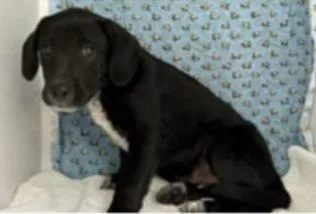 A baby medium-sized male Mixed Breed dog named Baylor for adoption in Largo, FL